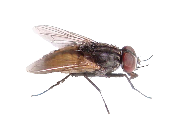 Fly Png File (black)