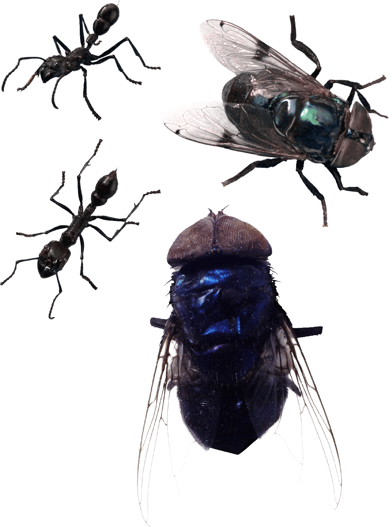 Fly Png Image (gray)