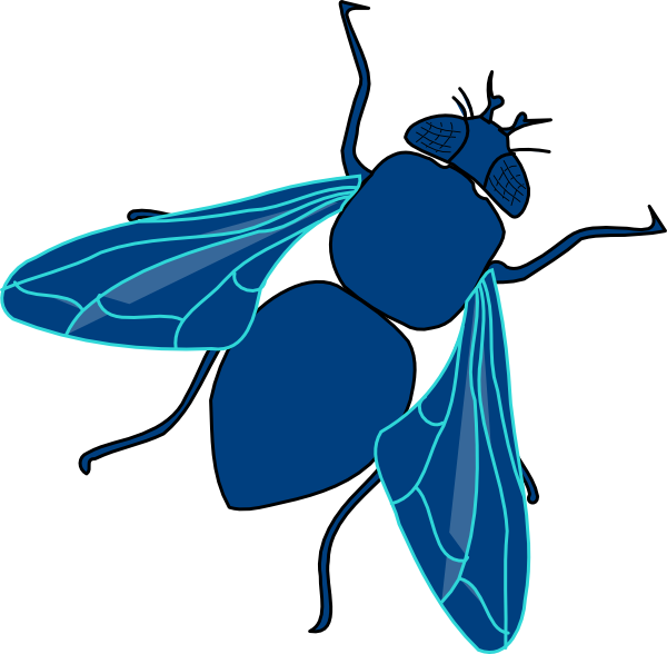 Fly Png Transparent Image (teal, navy, white)