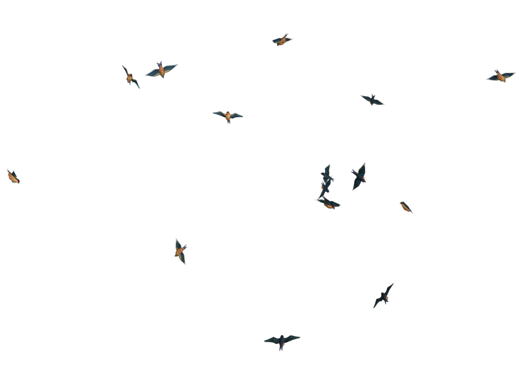 Flying Bird Png Image (black)