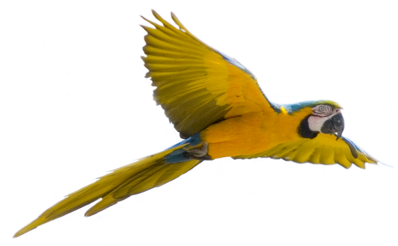 Flying Bird Transparent Background (black, white)