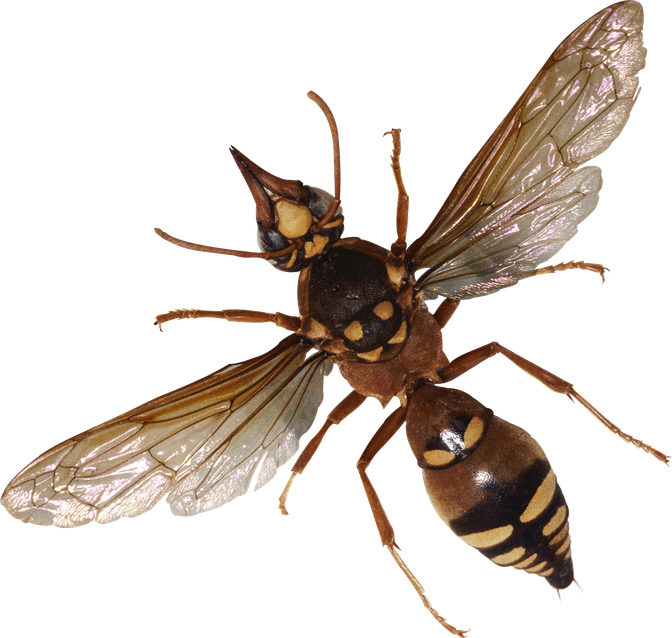 Flying Bugs Png Image (black)