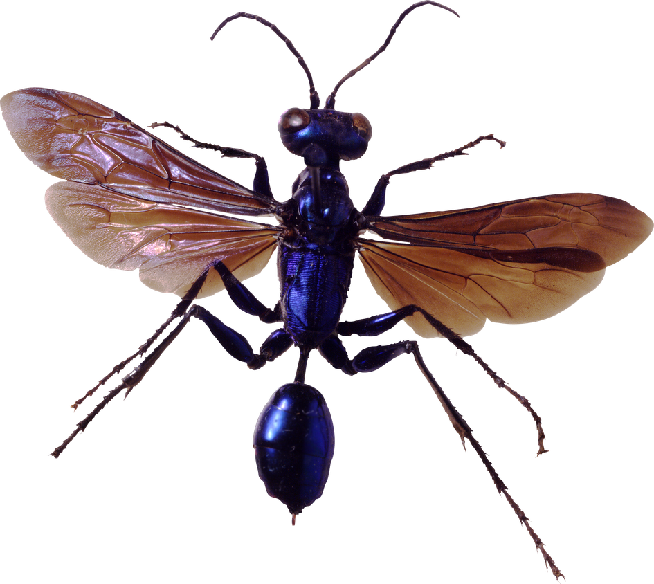 Flying Bugs Png Photos (black)