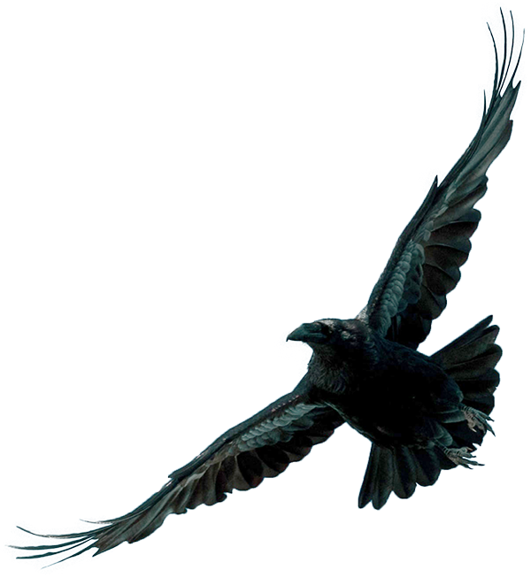 Flying Crow Download Png Image (navy, teal, white, blue, black)