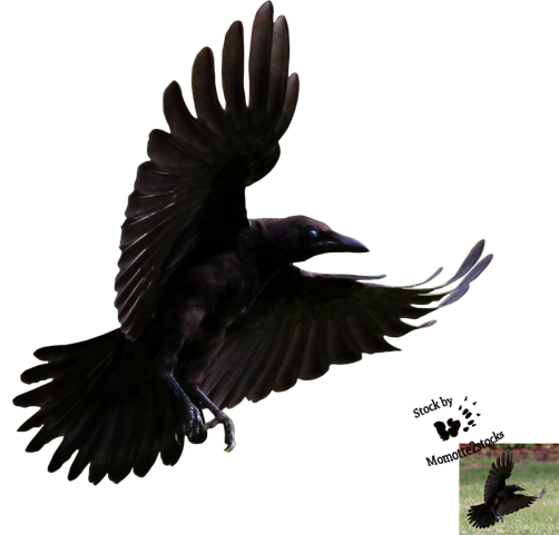 Flying Crow Png Clipart (black)