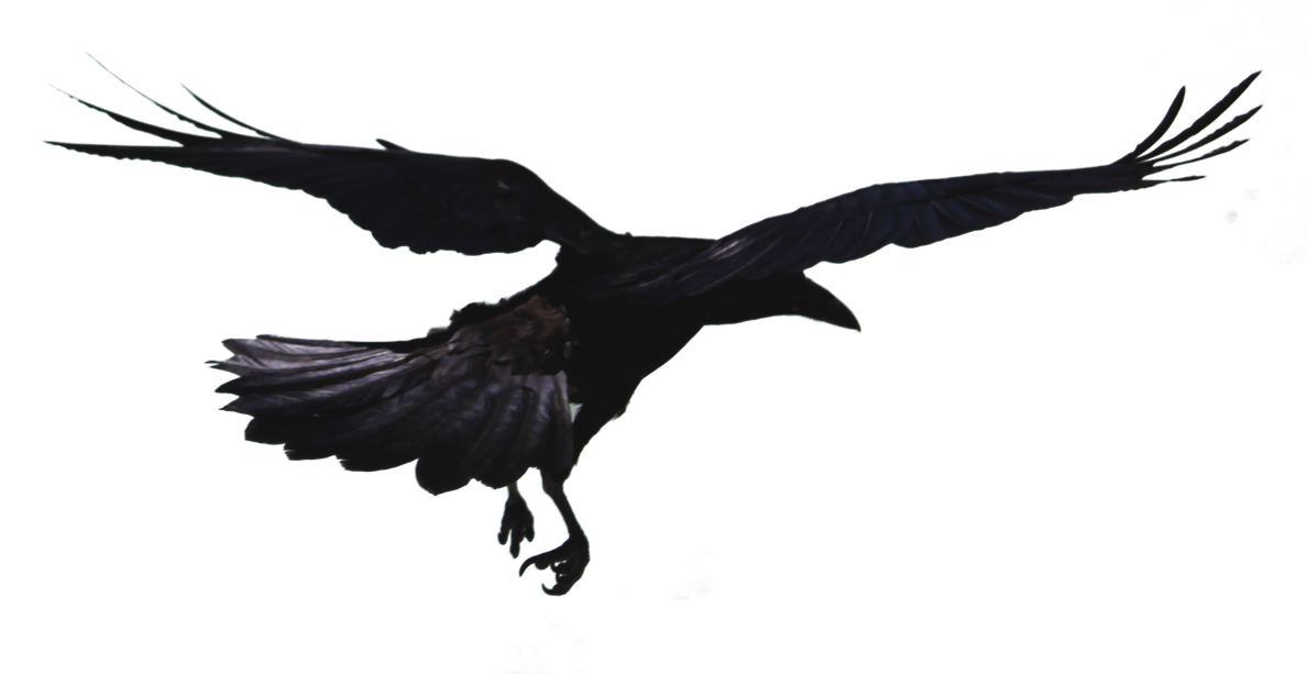 Flying Crow Png Free Download (black)