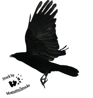 Flying Crow Png Hd Isolated (black)