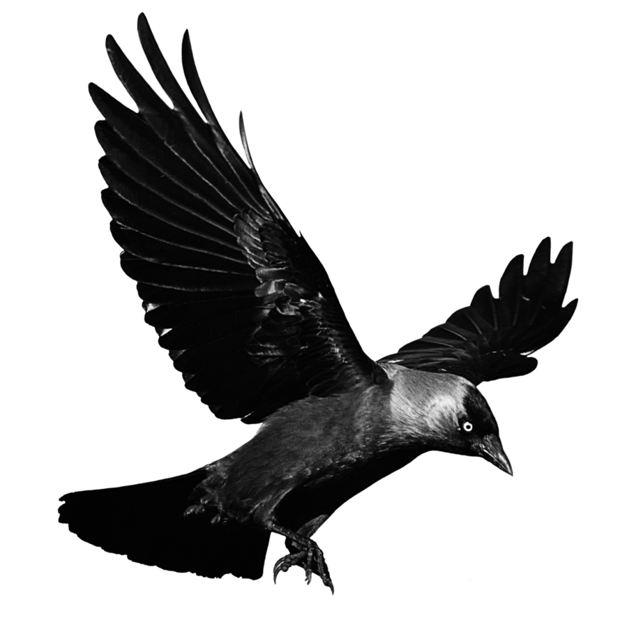 Flying Crow Png Image (black)