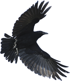 Flying Crow Png Isolated Hd (black)