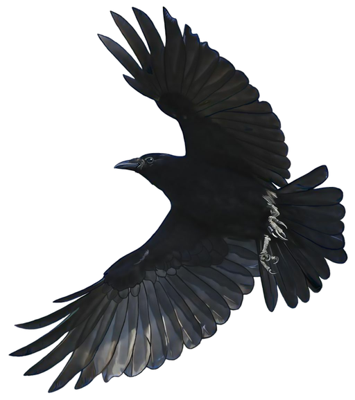 Flying Crow Png Isolated Image (black)