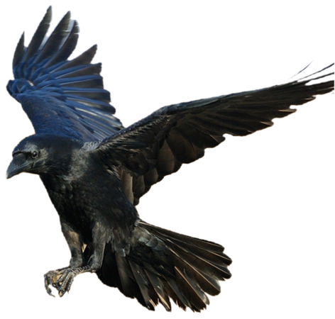 Flying Crow Png Isolated Photo (black)