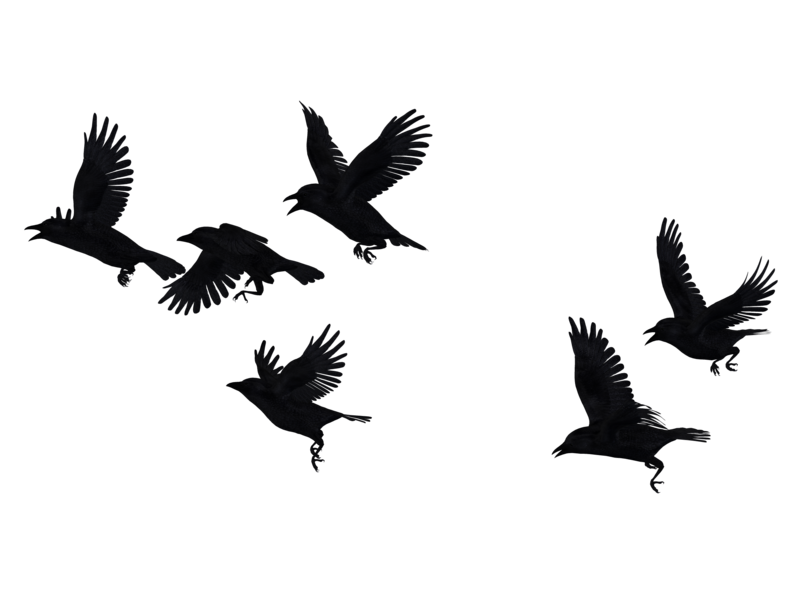 Flying Crow Png Isolated Pic (black)