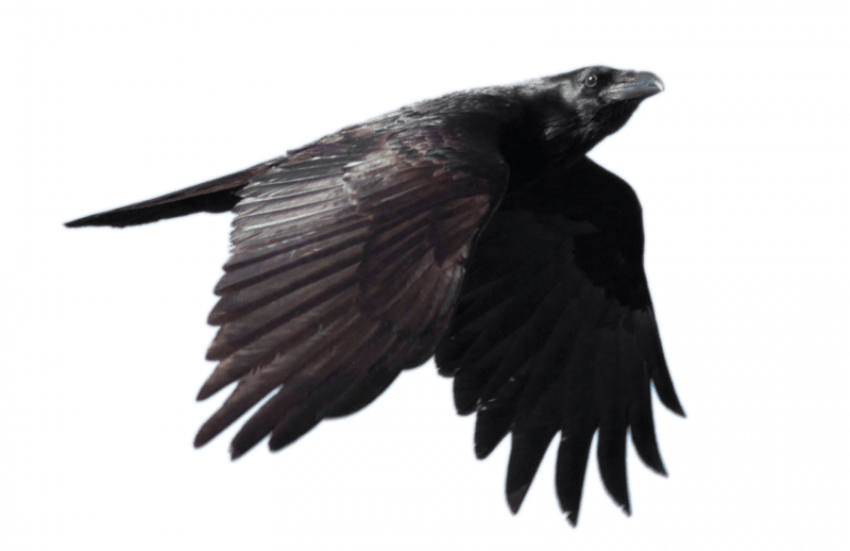 Flying Crow Png Photos (teal, gray)