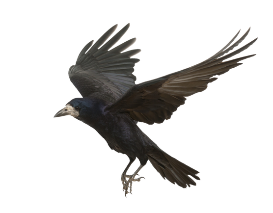 Flying Crow Png Pic (indigo, black)