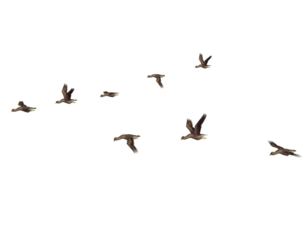 Flying Flock Of Birds Png Image (black)