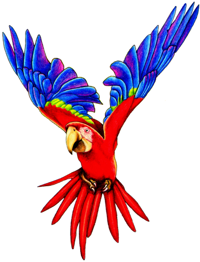 Flying Parrot Png Pic (red, black)