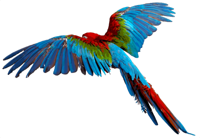 Flying Parrot Transparent Background (maroon, black)