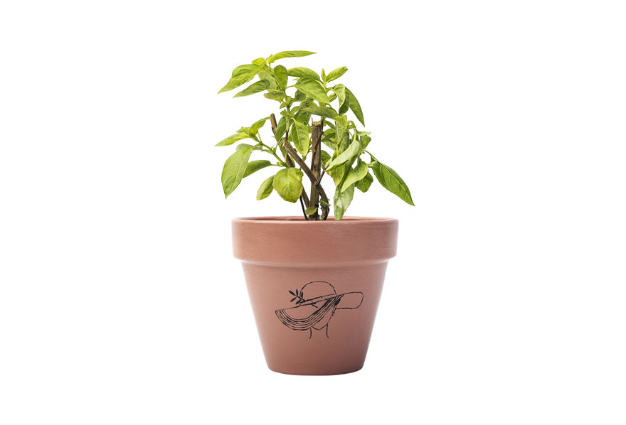 Small Basil Leaf Pot Transparent Png (white)