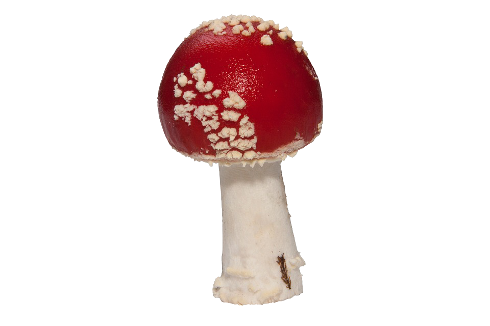 Amanita Muscaria Png Pic (white, silver, maroon, gray)