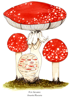 Amanita Muscaria Png Transparent (white, red, chocolate, black)