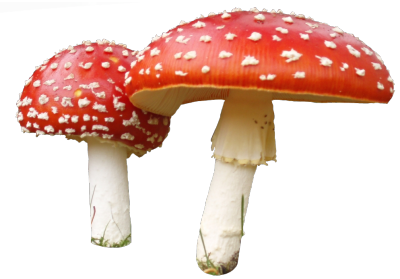 Amanita Muscaria Transparent Png (white, beige, black)