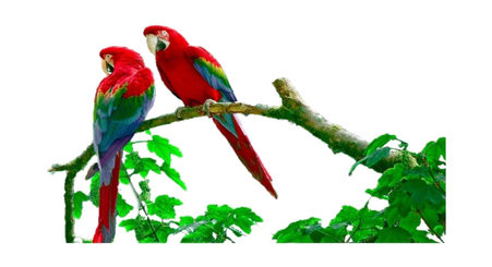 Amazon Rainforest Png Image (white)