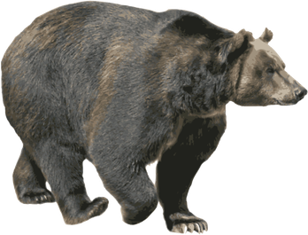 American Black Bear Png Hd Isolated (black, gray)