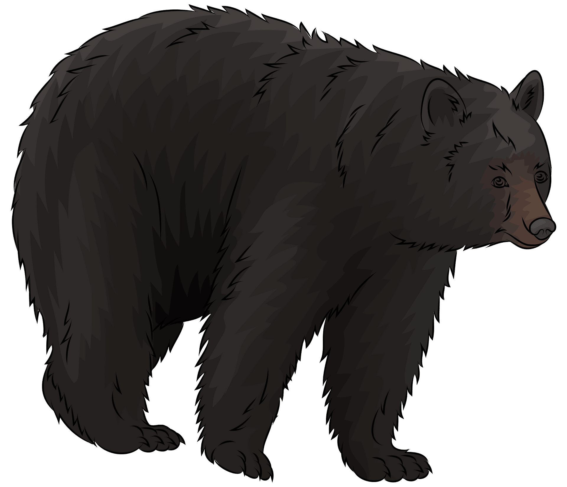 American Black Bear Png Isolated Hd (black, gray)