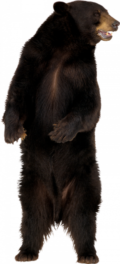 American Black Bear Png Isolated Pic (black)