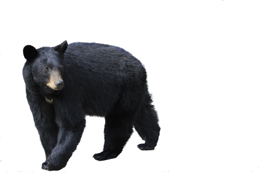 American Black Bear Png Photo (black)