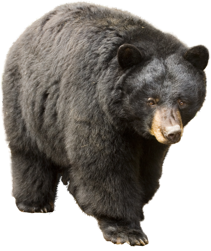 American Black Bear Png (black)