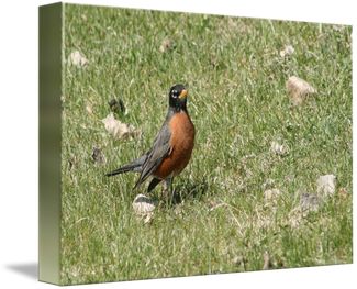 American Robin Png Clipart (black, olive)