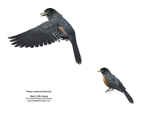 American Robin Png File (black, indigo)