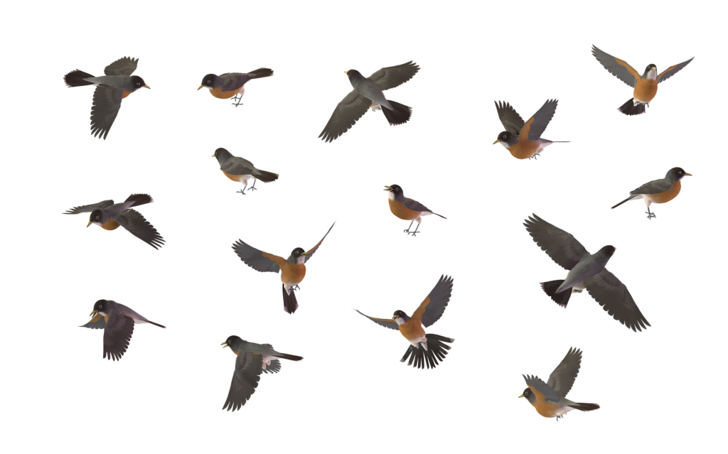 American Robin Png Hd (black)