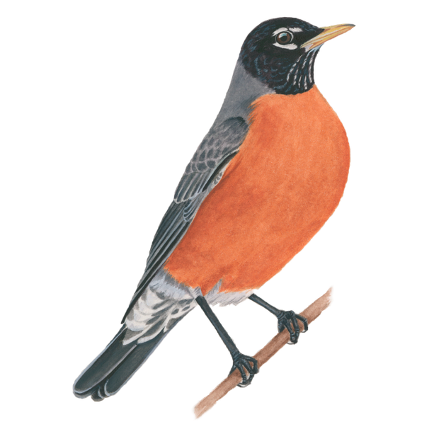 American Robin Png Image (salmon, black)