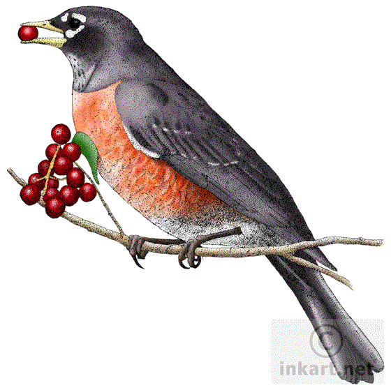 American Robin Png Photos (white, indigo)