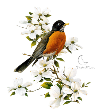 American Robin Png Pic (white, black)