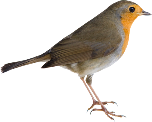 American Robin Png Picture (white, beige, lavender)