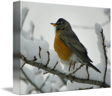 American Robin Png Transparent Image (lavender, black, silver)