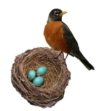 American Robin Png Transparent Picture (black)