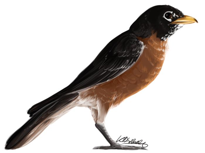 American Robin Png Transparent (white, black, silver, lavender, gray)