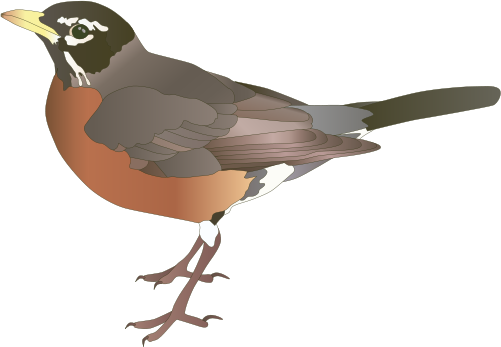 American Robin Transparent Png (black, gray, chocolate)