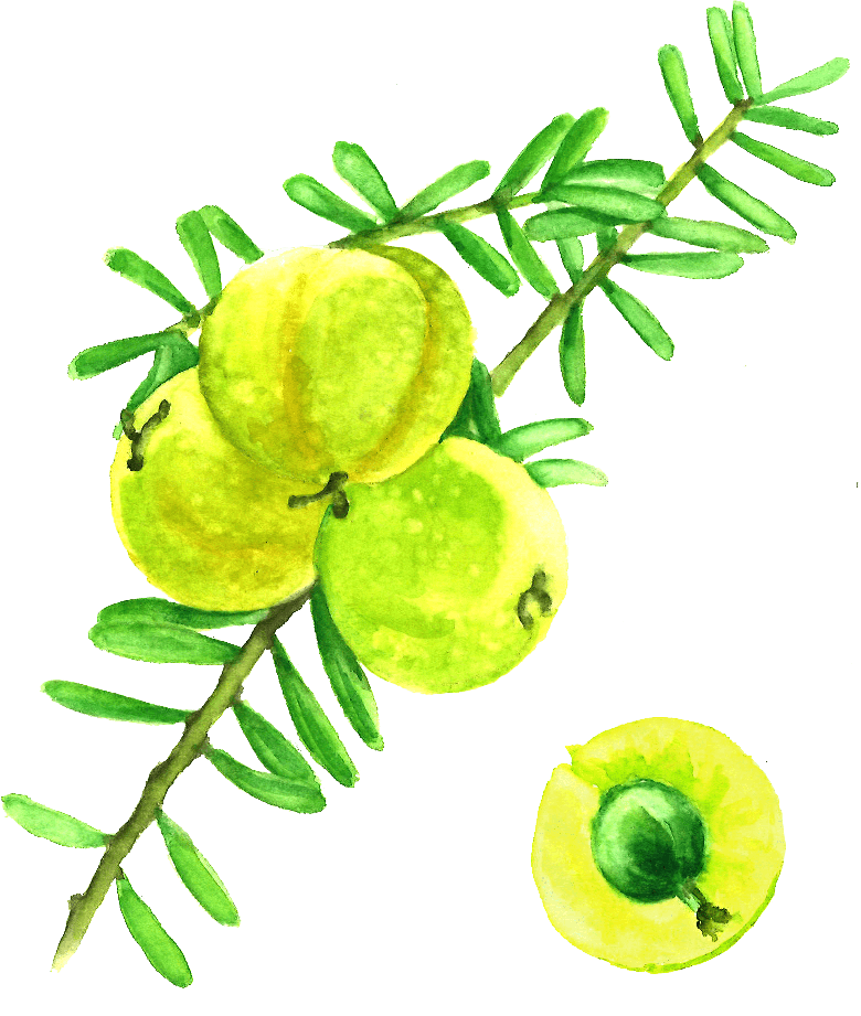 Amla Png Pic (gray)