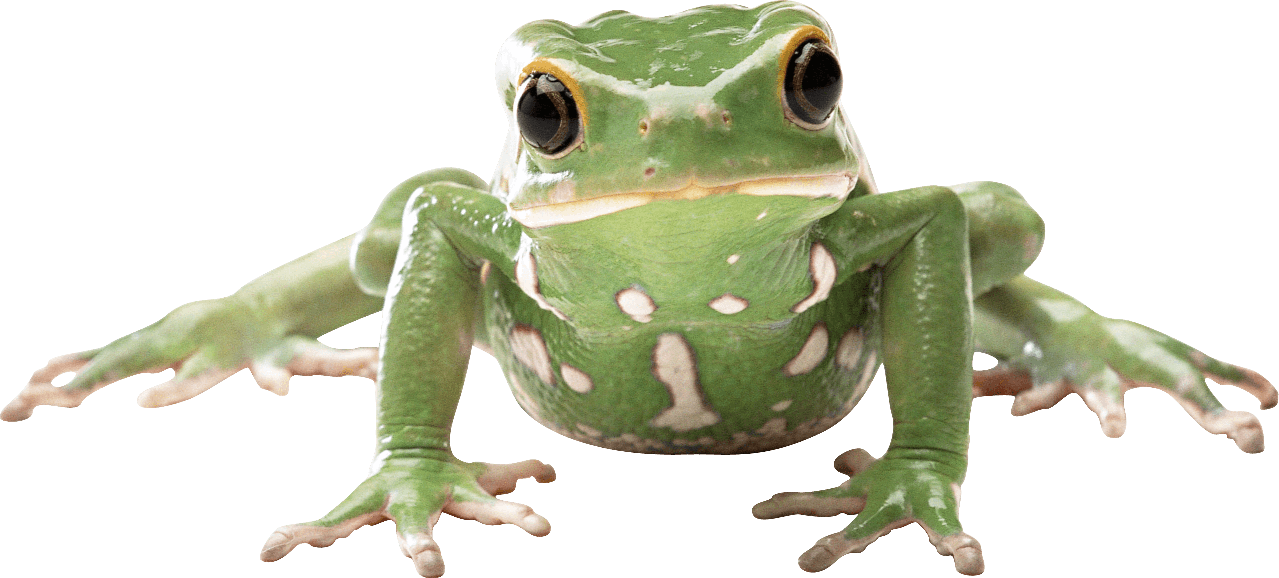 Amphibian Frog Png Clipart (gray)