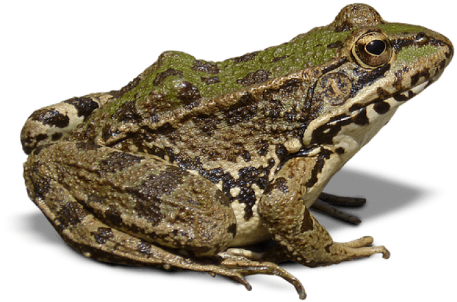 Amphibian Frog Png File (lavender, black, gray, silver)