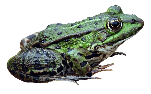 Amphibian Frog Png Free Download (black)