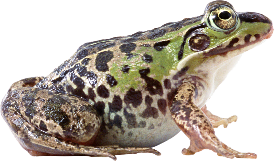 Amphibian Frog Png Hd (black)