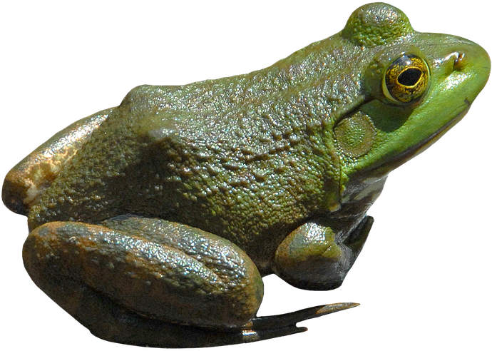 Amphibian Frog Png Image (black)