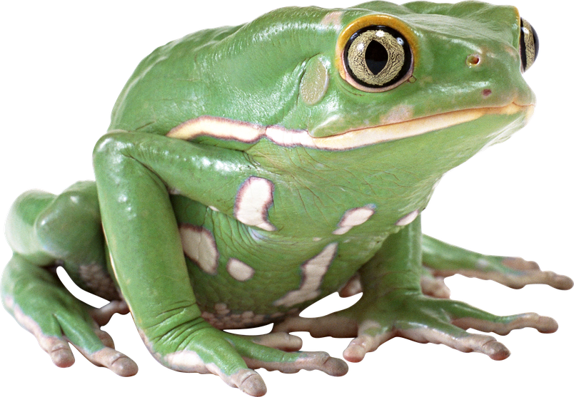 Amphibian Frog Png Photo (black, gray, white)