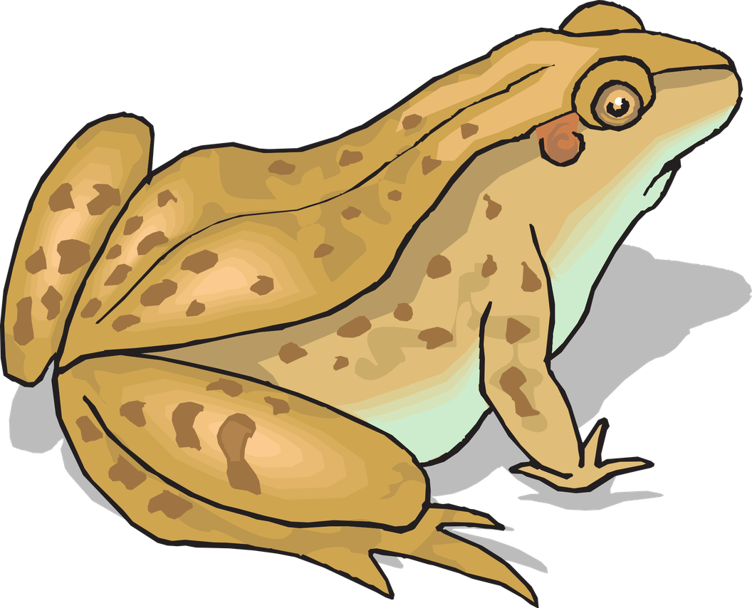 Amphibian Frog Png Photos (gray, silver, salmon, black, mint)